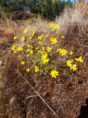 Helianthus porteri