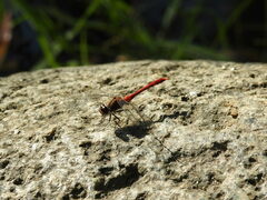 Sympetrum eroticum