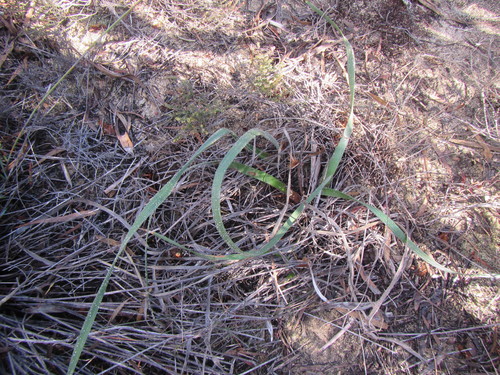 Trachyandra montana