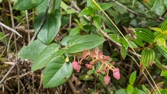 Gaultheria