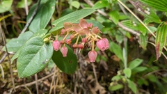 Gaultheria
