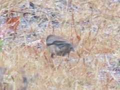Junco hyemalis