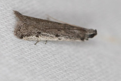 Phycitodes reliquellum