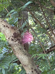 Calliandra