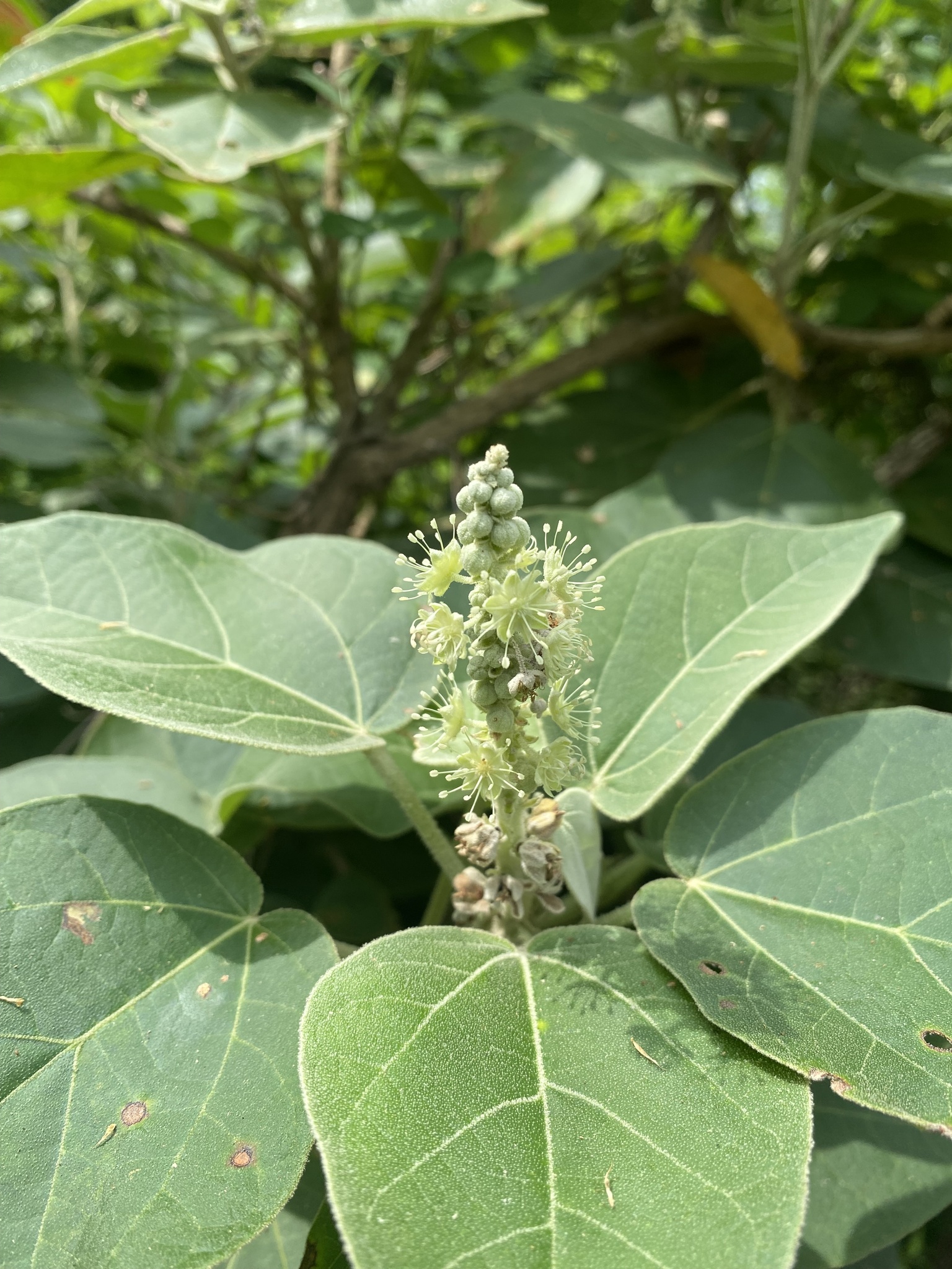 Croton suberosus