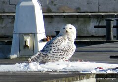 Bubo scandiacus