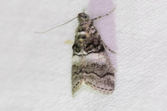 Pococera maritimalis