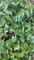 Prunus lusitanica