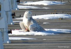 Bubo scandiacus