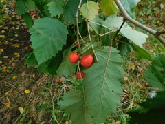Crataegus sanguinea
