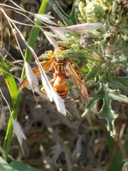Polistes apachus
