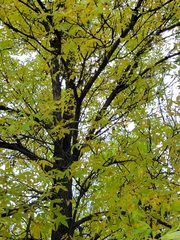 Fraxinus pennsylvanica