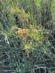 Cuscuta campestris