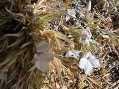 Phlox pulvinata