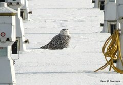 Bubo scandiacus