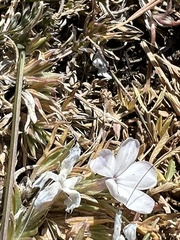 Phlox pulvinata