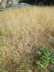 Bothriochloa ischaemum