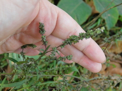 Atriplex patula