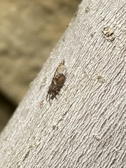 Psyllidae