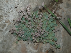 Sedum dasyphyllum image