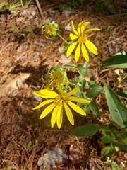 Silphium asteriscus simpsonii