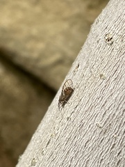 Psyllidae