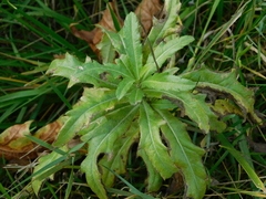 Cirsium arvense