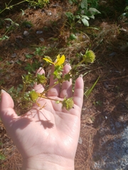 Silphium asteriscus simpsonii