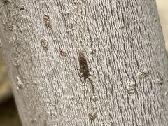 Psyllidae