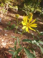 Silphium asteriscus simpsonii