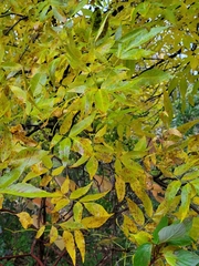 Fraxinus pennsylvanica