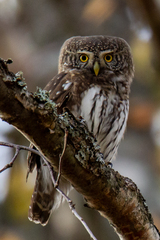 Glaucidium passerinum