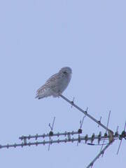 Bubo scandiacus