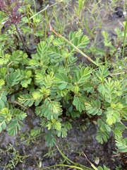 Phyllanthus urinaria