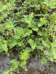 Phyllanthus urinaria