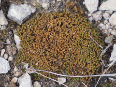 Tortella