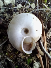 Helicigona lapicida