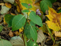 Impatiens glandulifera