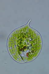 Phacus orbicularis