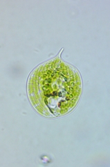 Phacus orbicularis