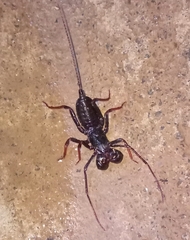 Thelyphonus sepiaris