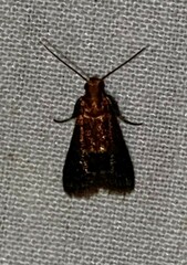 Eulogia ochrifrontella