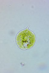 Phacus orbicularis