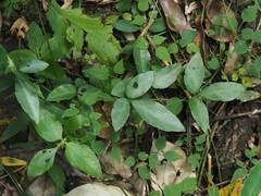 Tetrastigma formosanum