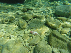 Helicolenus dactylopterus