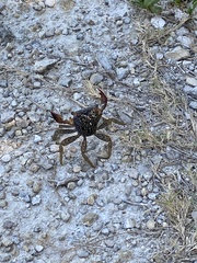 Aratus pisonii