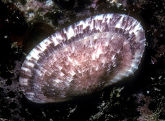 Gari maculosa