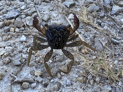 Aratus pisonii