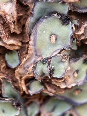 Plagiochasma rupestre