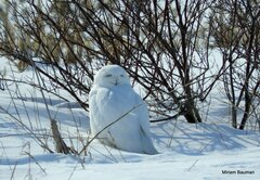 Bubo scandiacus